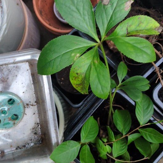 Photo of the plant species Lenten Rose by @PeakCentro91 named Tupot amaroot on Greg, the plant care app