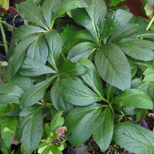 Photo of the plant species Lenten Rose by @PeakCentro91 named Kesha on Greg, the plant care app