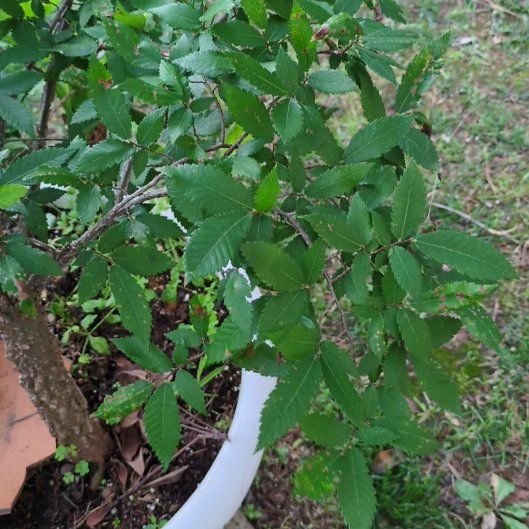 Photo of the plant species Siberian Elm by @PeakCentro91 named Marilyn on Greg, the plant care app
