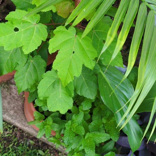 Photo of the plant species Acer Rubrum by @PeakCentro91 named Mochi on Greg, the plant care app