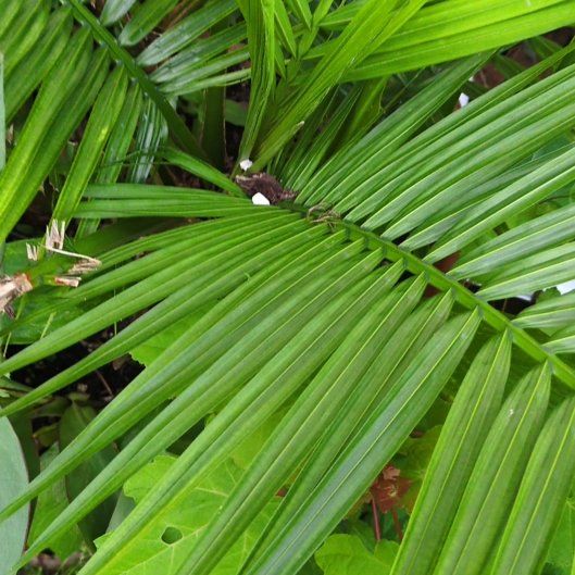 Photo of the plant species Bungalow Palm by @PeakCentro91 named Aria on Greg, the plant care app