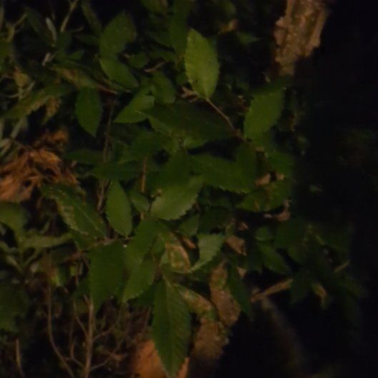 Photo of the plant species Siberian Elm by @PeakCentro91 named Prince on Greg, the plant care app