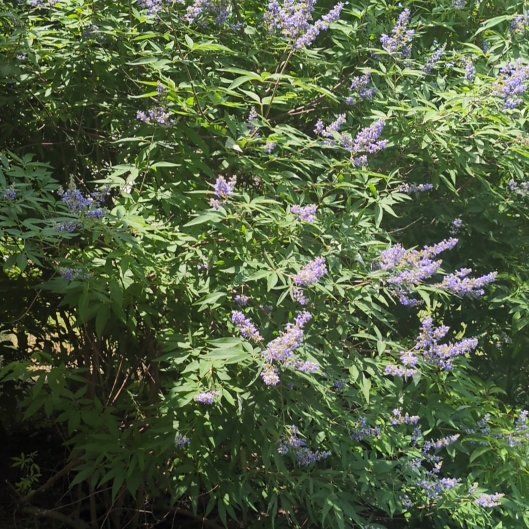 Photo of the plant species Chaste Tree by @PeakCentro91 named Naomi on Greg, the plant care app