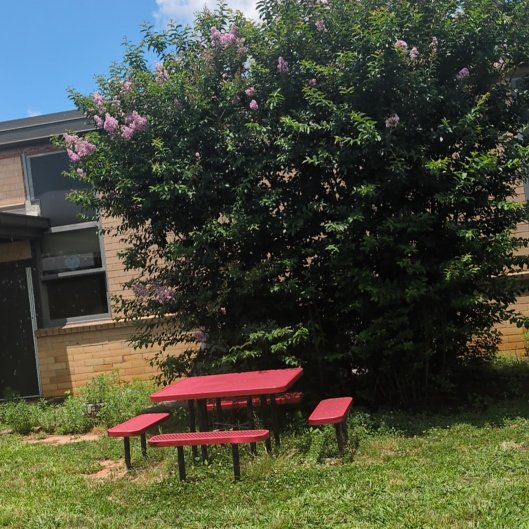 Photo of the plant species Lagerstroemia Speciosa by @PeakCentro91 named Khaleesi on Greg, the plant care app