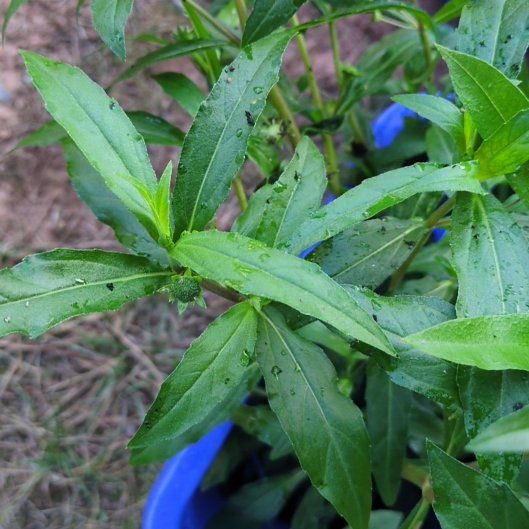 Photo of the plant species False Daisy by @PeakCentro91 named Gobi on Greg, the plant care app