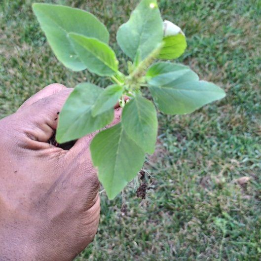 Photo of the plant species Careless Weed by @PeakCentro91 named Lebron on Greg, the plant care app