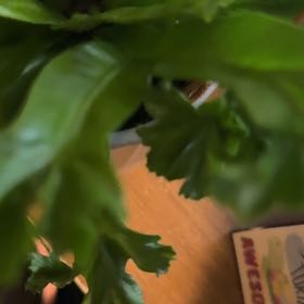 Photo of the plant species Sea Lettuce by @HipHardpine84 named Beyonce on Greg, the plant care app