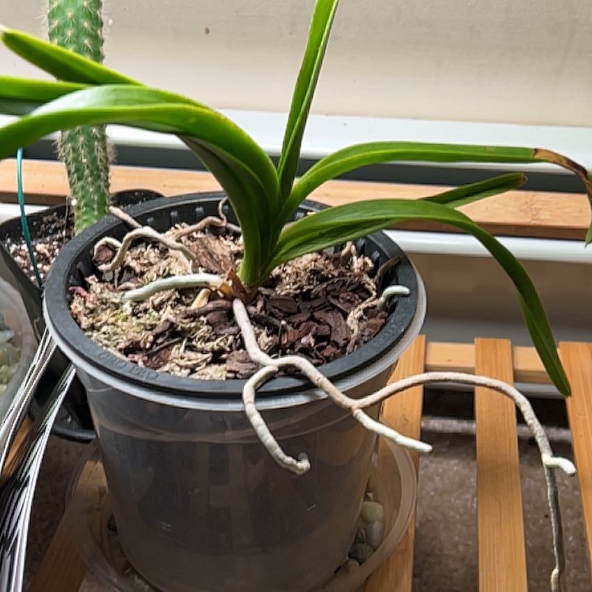 Photo of the plant species Vanda orchid by @KinglyOrchids90 named Mochi on Greg, the plant care app