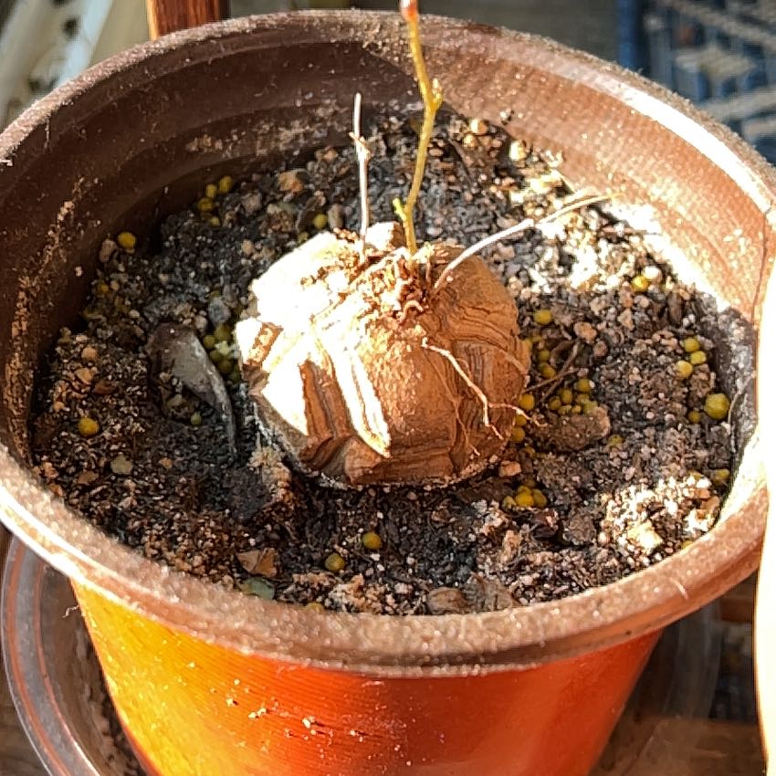 Photo of the plant species Elephant's Foot by @KinglyOrchids90 named Marilyn on Greg, the plant care app