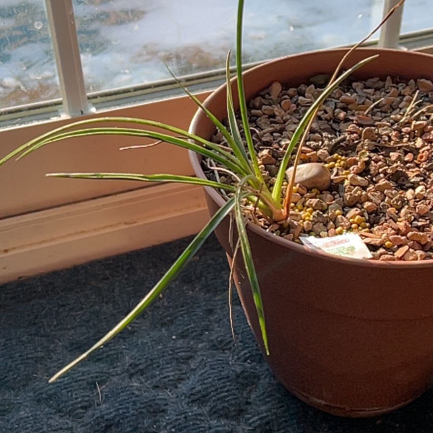 Photo of the plant species Joshua Tree by @KinglyOrchids90 named Scarlett on Greg, the plant care app
