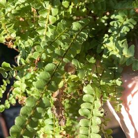 Photo of the plant species Maidenhair Spleenwort by @KinglyOrchids90 named Morgan Treeman on Greg, the plant care app