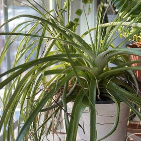 Photo of the plant species Puya alpestris by @KinglyOrchids90 named Mollie on Greg, the plant care app