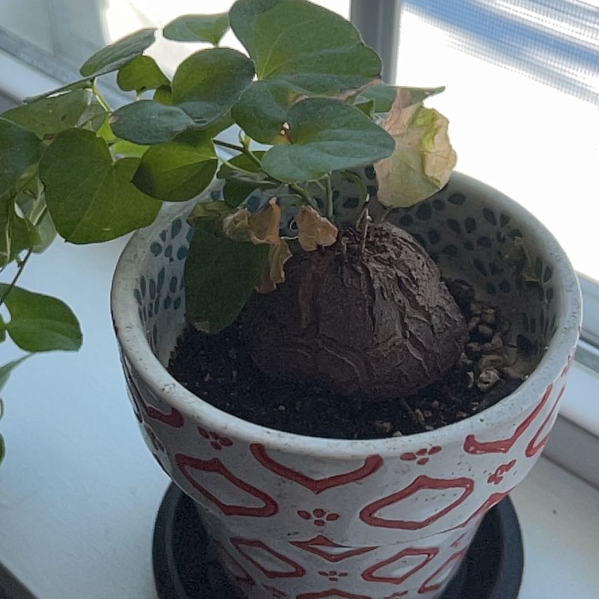 Photo of the plant species Elephant's Foot by @KinglyOrchids90 named Bella on Greg, the plant care app