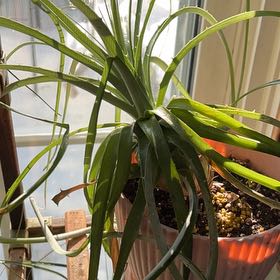 Photo of the plant species Puya alpestris by @KinglyOrchids90 named McKinley on Greg, the plant care app