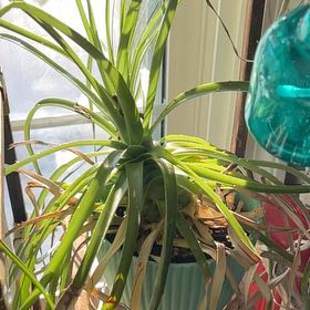Photo of the plant species Puya alpestris by @KinglyOrchids90 named Queen on Greg, the plant care app