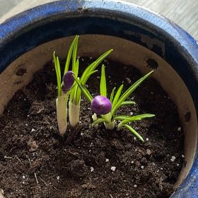 Photo of the plant species Crocus by @RealArrowroot12 named Slinky on Greg, the plant care app