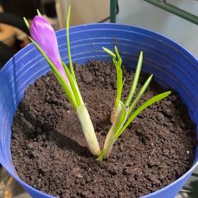 Photo of the plant species Crocus by @RealArrowroot12 named Keanu on Greg, the plant care app