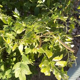 Photo of the plant species Desert Ash by @SultryBoxholly named Cleopatra on Greg, the plant care app