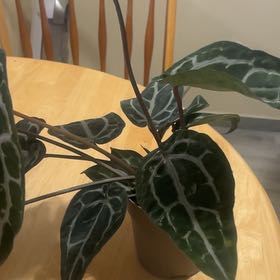 Photo of the plant species Anthurium Doc Block Michelle by @WorldlyAlbo37 named Mochi on Greg, the plant care app