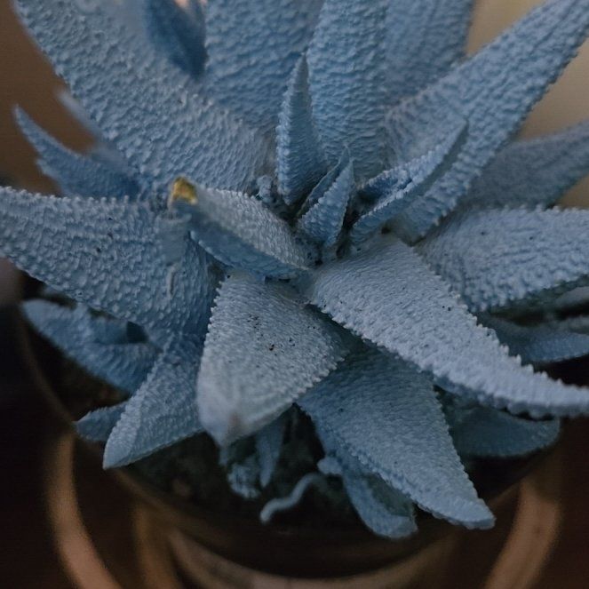 Photo of the plant species San Luis Purple Sage by @HighLemon27 named Huckleberry Fern on Greg, the plant care app