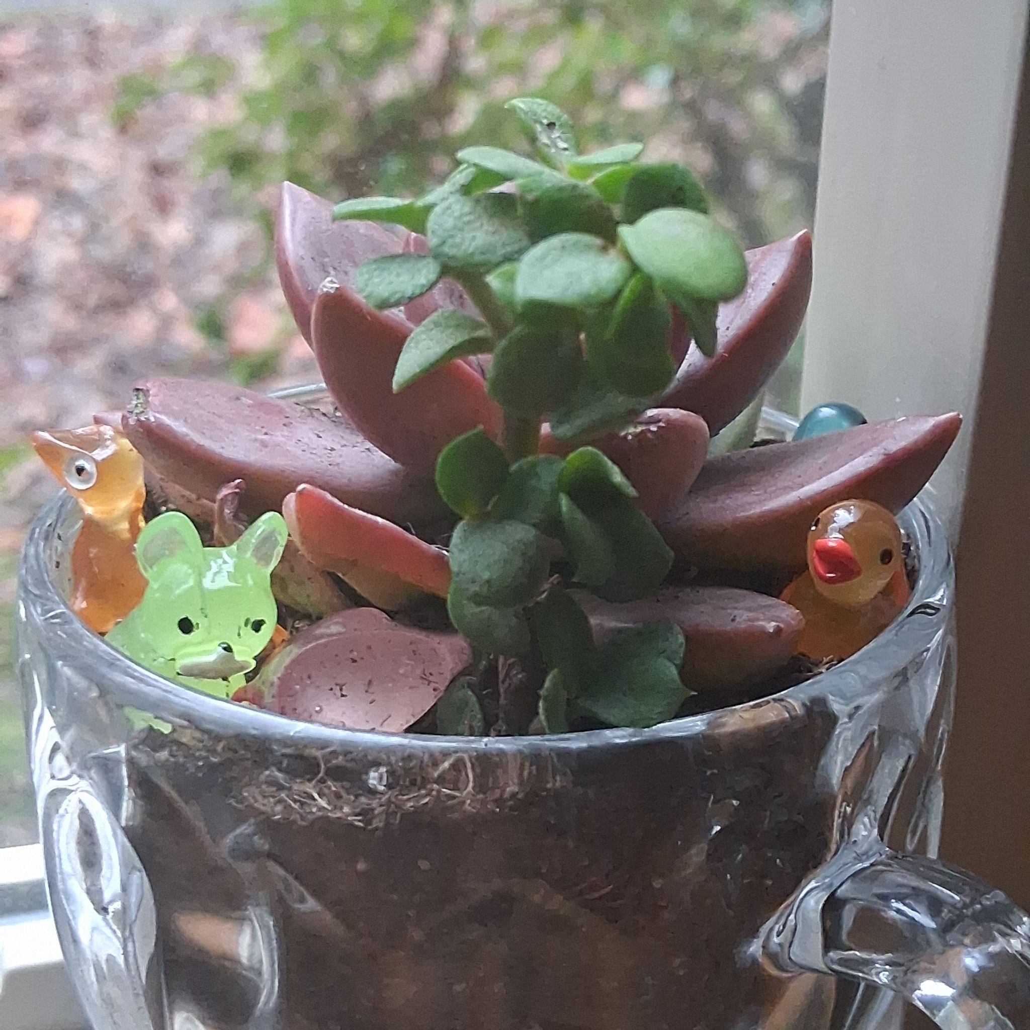 Photo of the plant species Elephant Bush Lilliput by @YeahGreenice36 named Fernie Saunders on Greg, the plant care app
