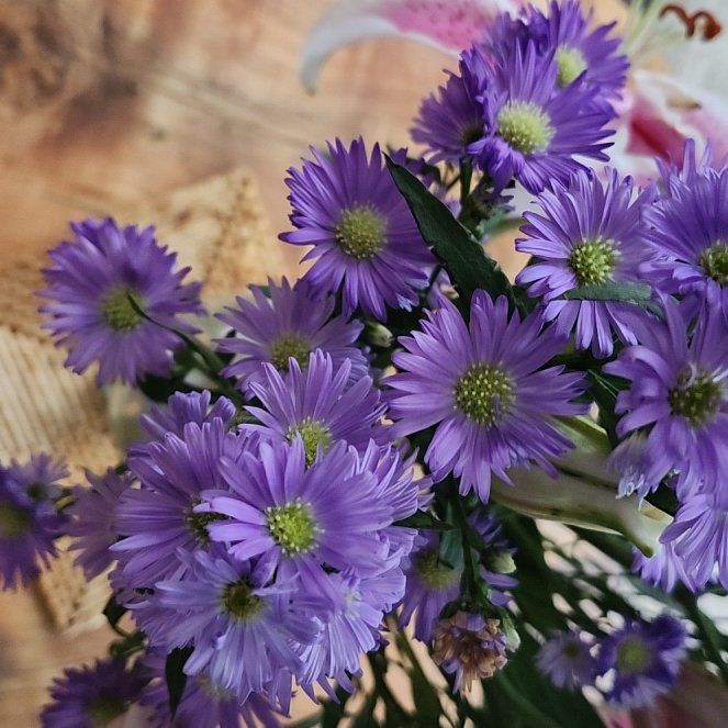 Photo of the plant species Michaelmas Daisy by @LavishWavycap88 named Duke on Greg, the plant care app