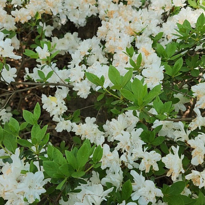 Photo of the plant species Swamp Azalea by @LavishWavycap88 named Sage on Greg, the plant care app