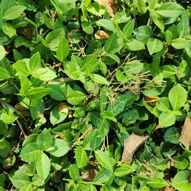 Photo of the plant species Fortune's Spindle by @LavishWavycap88 named Dolores on Greg, the plant care app