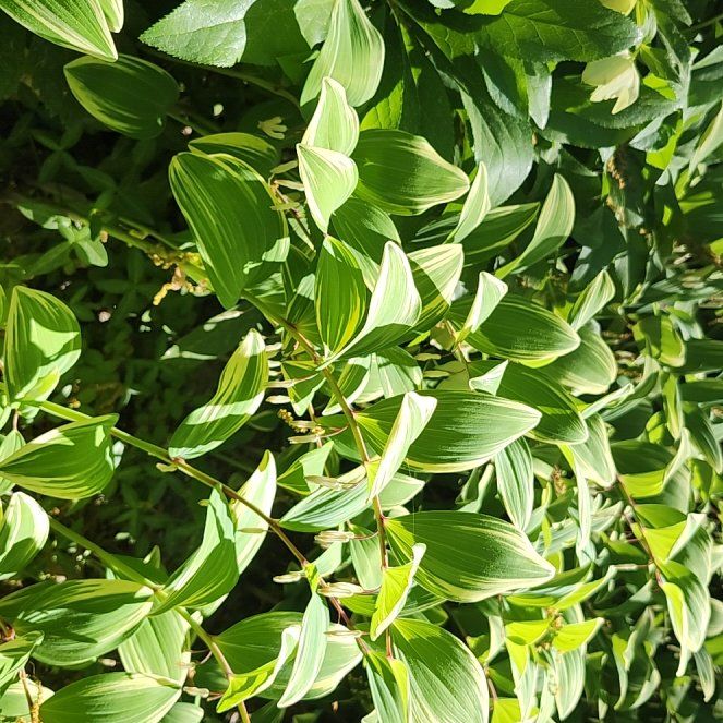 Photo of the plant species Solomon's Seal by @LavishWavycap88 named Rihanna on Greg, the plant care app