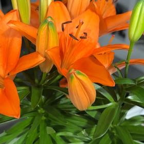 Photo of the plant species Orange Lily by @AcePalmier14 named Orange Lily on Greg, the plant care app