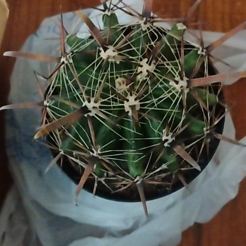 Photo of the plant species Ferocactus horridus by @FabTamarind87 named Tutus💚 on Greg, the plant care app