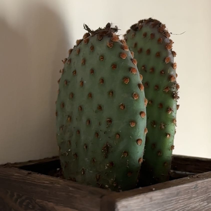 Photo of the plant species Blind Prickly Pear by @TastyAlocasia94 named McKinley on Greg, the plant care app