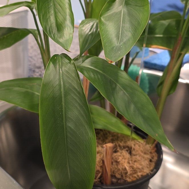 Photo of the plant species Parrot's Plantain by @StableGrass named Ronaldo on Greg, the plant care app
