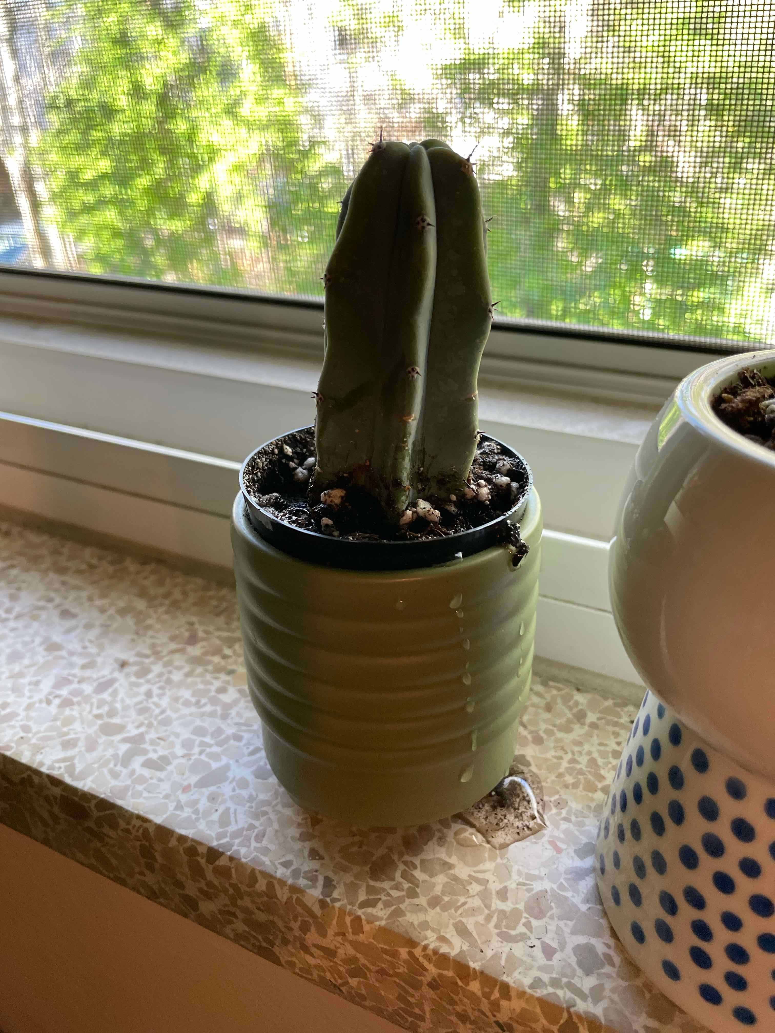Blue Myrtle Cactus in a green pot on a windowsill, healthy with visible soil.
