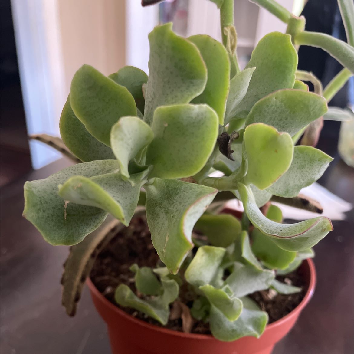 Silver Dollar Plant in a small pot with green leaves and visible soil.