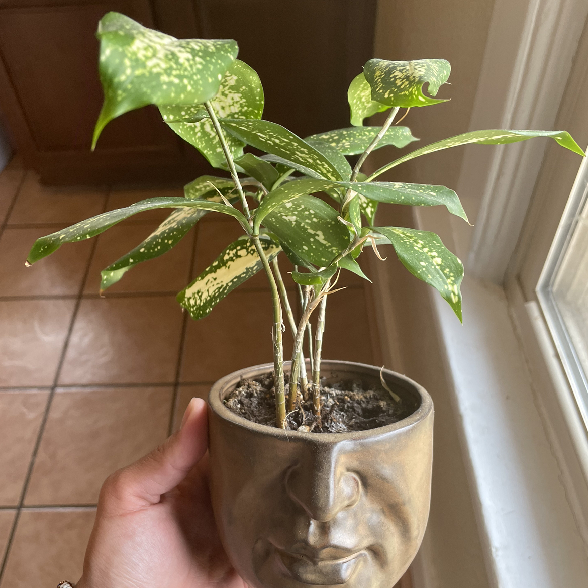 Healthy potted Gold Dust Dracaena plant with spotted green leaves, held in hand above decorative face planter pot.