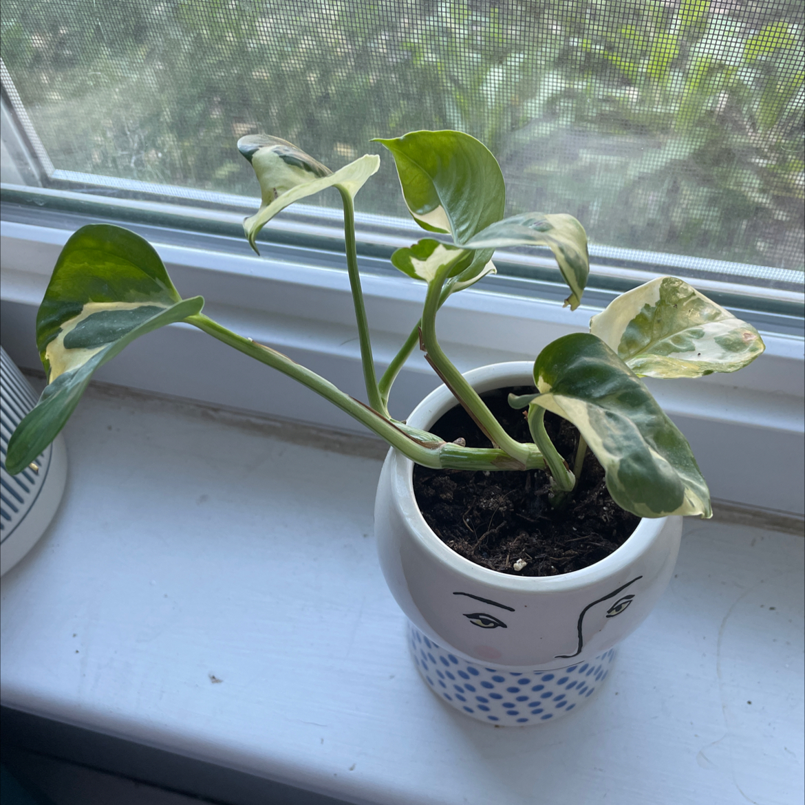 Pearls and Jade Pothos plant in a pot on a windowsill with some yellowing and browning leaves.