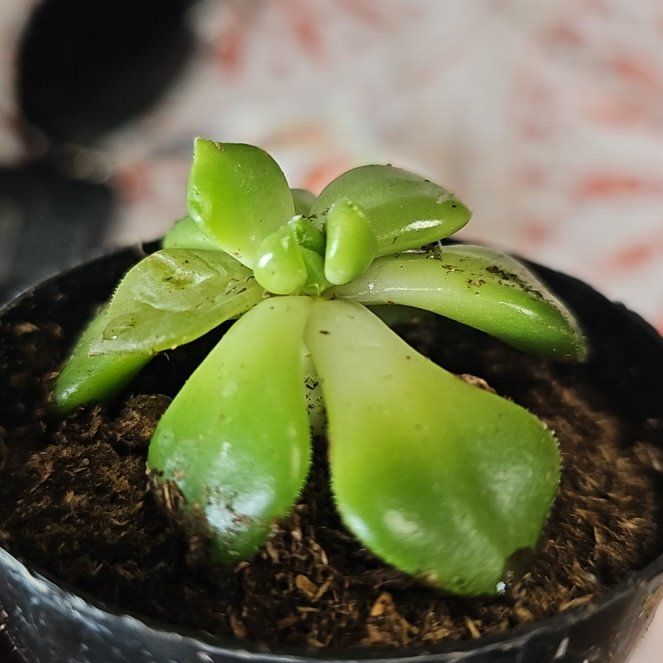 Photo of the plant species Echeveria 'Madiba' by @LucidWaxivy13 named Surya on Greg, the plant care app