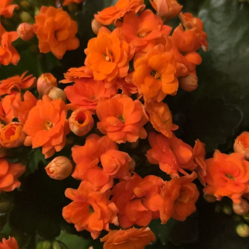 Photo of the plant species Calandiva by @SensibleMint9 named ASAP Ferg on Greg, the plant care app