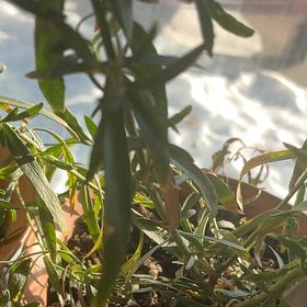 Photo of the plant species French Tarragon by @AngelAnahaw48 named Daphne on Greg, the plant care app