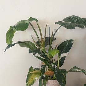 Photo of the plant species Philodendron Verigated Domesticum by @Darklink8492 named James Dean on Greg, the plant care app