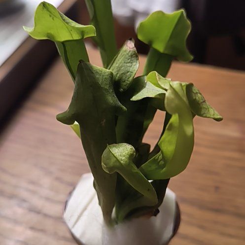 Photo of the plant species Yellow Trumpets by @SelectPuka4 named Delilah on Greg, the plant care app