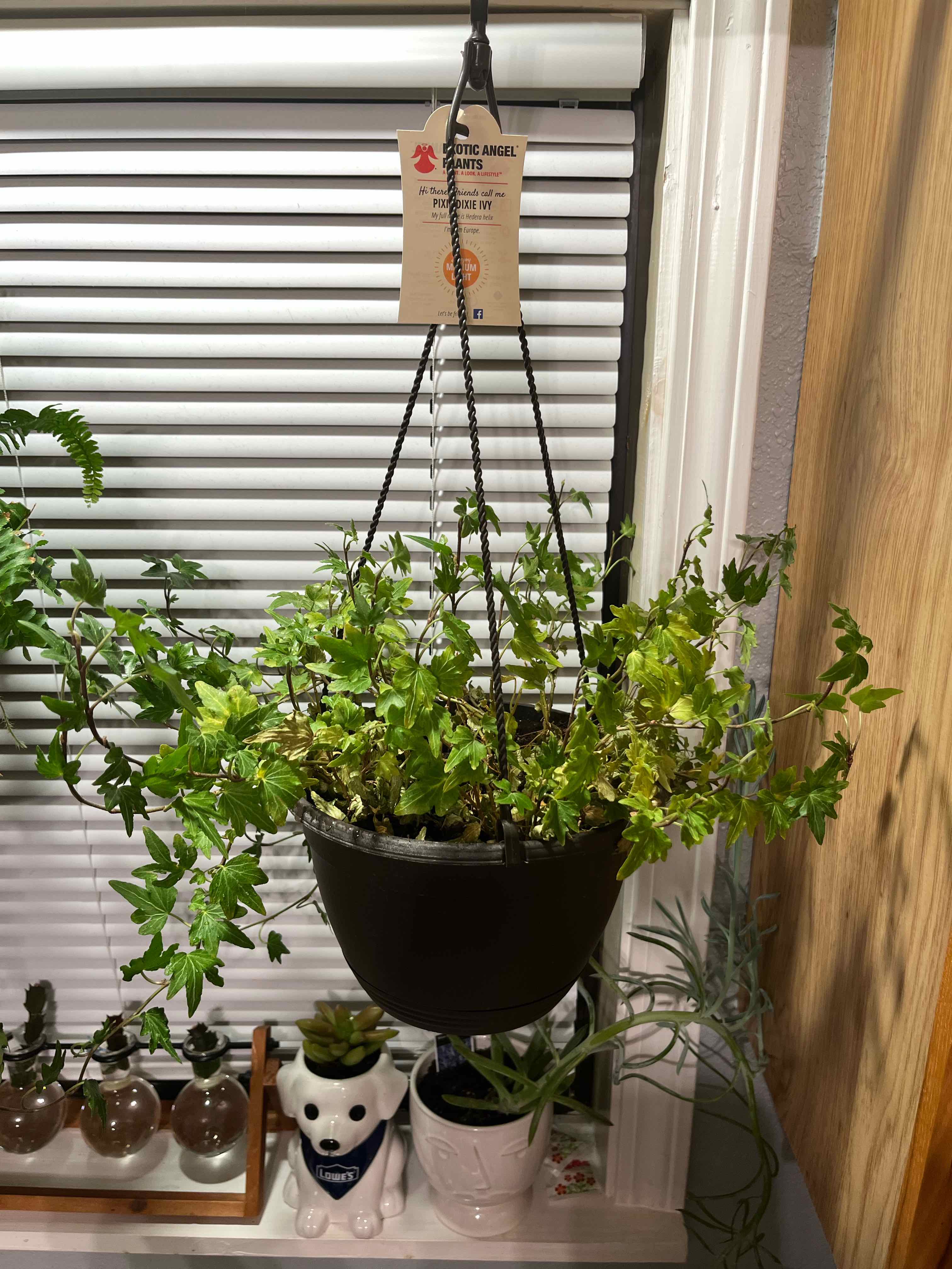 Photo of the plant species Pixie Dixie Ivy by @MLMPlantLuvr101 named Athena on Greg, the plant care app