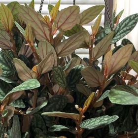 Photo of the plant species Polynesian Ivy by @MLMPlantLuvr101 named Ulysses S Plant on Greg, the plant care app