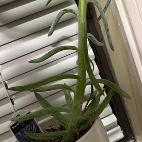 Photo of the plant species blue chalk stick or blue chalk fingers by @MLMPlantLuvr101 named Sonora on Greg, the plant care app