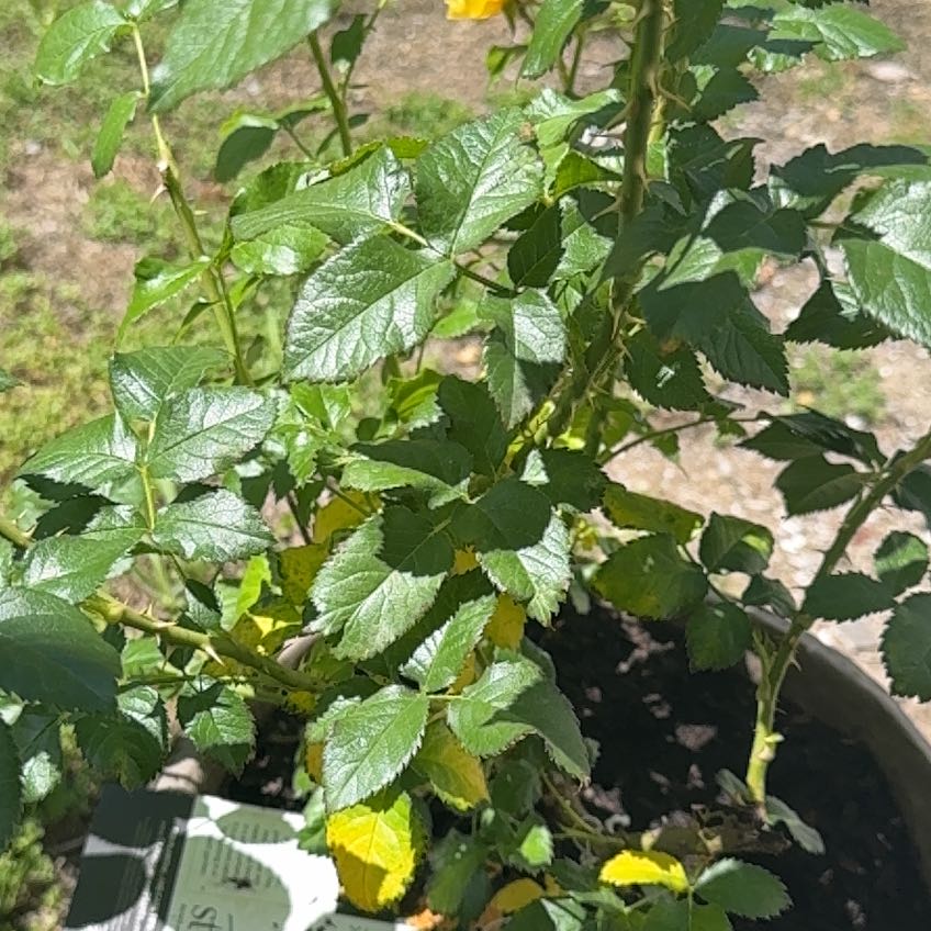 Photo of the plant species Multiflora Rose by @IdolWeed54 named Spike Leaves on Greg, the plant care app