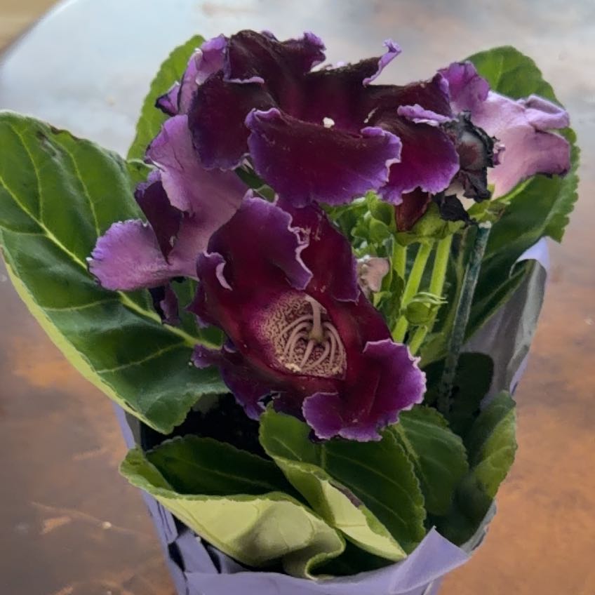 Photo of the plant species Florist's Gloxinia by @CozyRedsage40 named Gloxinia on Greg, the plant care app