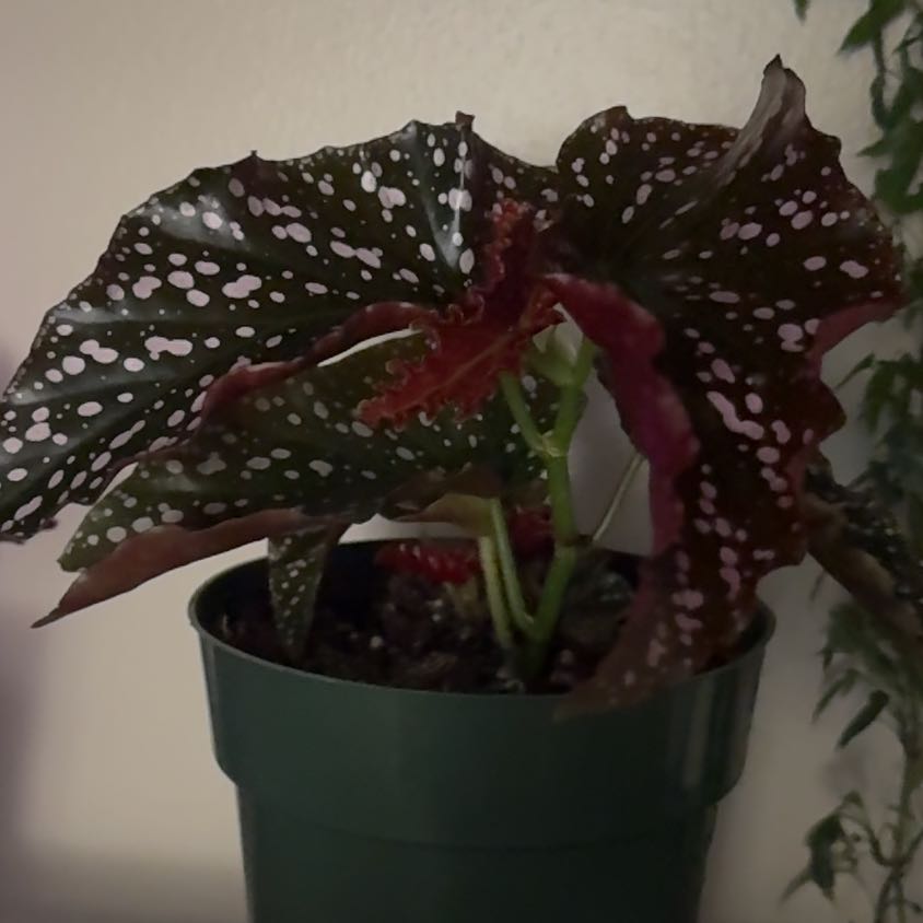 Photo of the plant species Begonia Cracklin Rosie by @AnewLionsmane54 named Doja Cat on Greg, the plant care app
