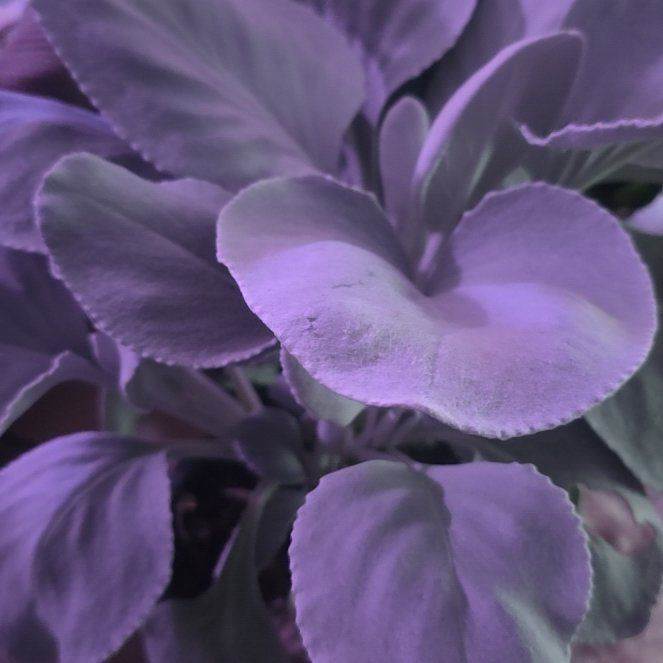 Photo of the plant species Angel Wings Senecio by @LovingMum46 named Bodhi on Greg, the plant care app