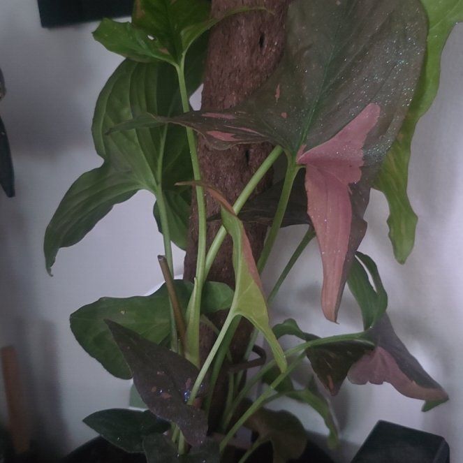 Photo of the plant species Pink Splash Arrowhead Vine by @LovingMum46 named James Dean on Greg, the plant care app